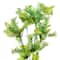 30" Mini Cream Queen Anne's Lace Stem by Ashland®